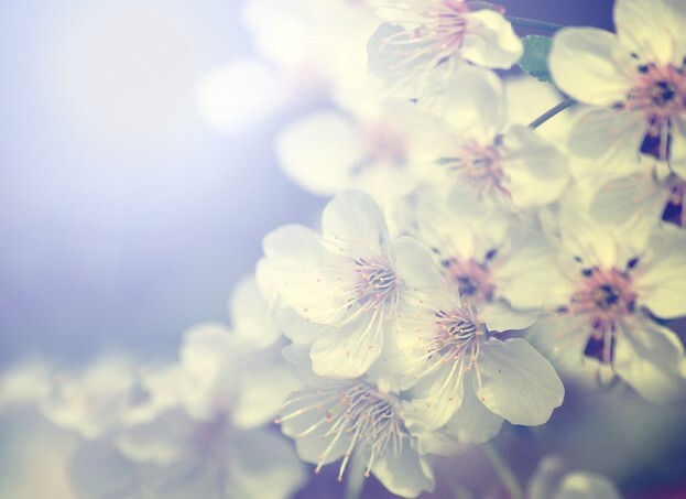 Vintage photo of white cherry tree flower in spring